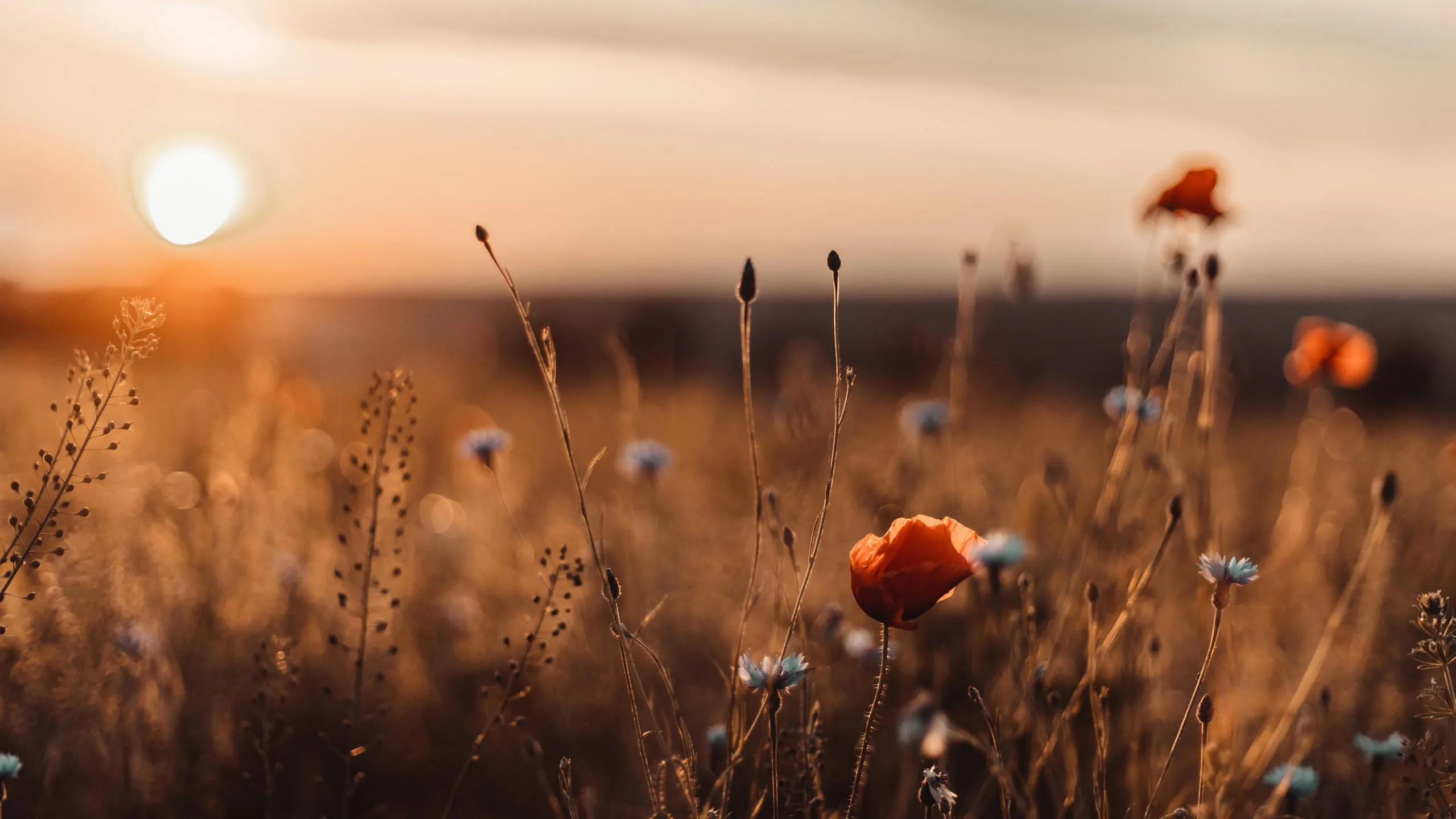 AdobeStock_447931967